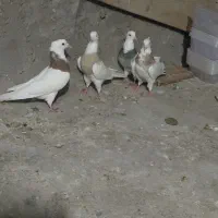 دوجفت کفترطوقی