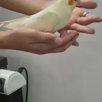 عروس هلندی نر