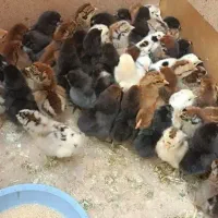جوجه مرغ رسمی