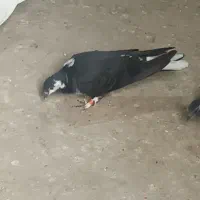 کبوتر