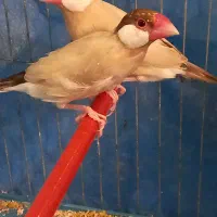 فنچ نرگسی شکلاتی زیبا سالم مولد