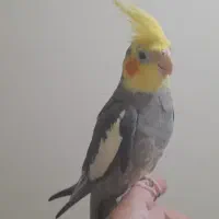 نر و ماده عروس هلندی سخنگو مولد معاویضه