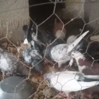 کبوتر