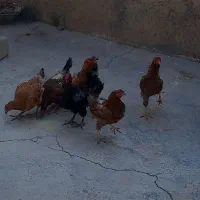 مرغ محلی
