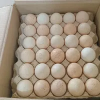 تخم مرغ بومی،مرغ خروس بومی،ارگانیک دان مرغ بومی|خوردنی و آشامیدنی|کرج, حصارک|دیوار