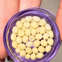 خاویار حلزون طبیعی و تازه