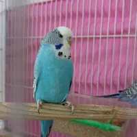 مرغ عشق ماده انگلیسی درشت