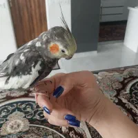 عروس هلندی نر فول دستی