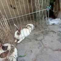 خرگوش
