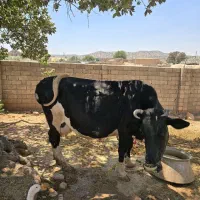 گاو و گوساله نژاد هلشتاین
