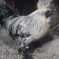 مرغ وخروس
