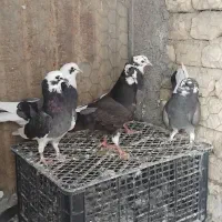 کبوترشازده پرشی