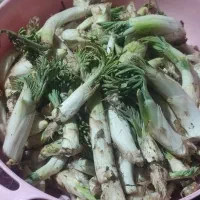 ترشی بیلهر