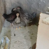 سه تاجوجه