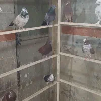 چهل تایی کبوتر همه خوب سلامت