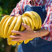 فروش عمده موز اکوادور