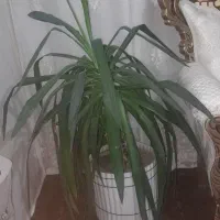 گل طبیعی خوشگل آپارتمانی