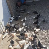 پرنده