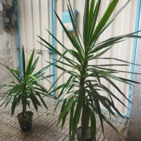 گل زیبا یوکا مخصوص منازل