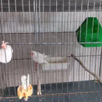 فنچ نر و ماده
