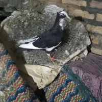 نر پلنگ سیاه کاکلی
