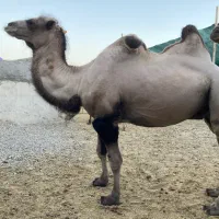 شتر|حیوانات مزرعه|زاهدان, |دیوار