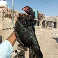 ماده مرغ نسل امروها