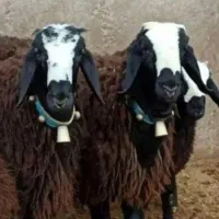 توزیع گوسفند خوش پخت مناسب کشتن