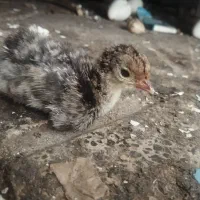 جوجه بوقلمون