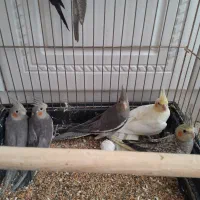 عروس هلندی جوجه