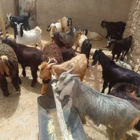 کهره و بره|حیوانات مزرعه|سیاخ دارنگون, |دیوار