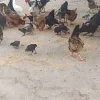 فروش مرغ