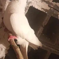 کفتر پرشی