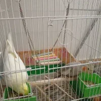 معاوضه دو عدد هلندی ماده