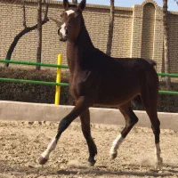 کره یکسرخارجی استثنایی بسیار زیبا