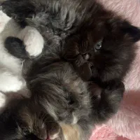 گربه پرشین اخمالو