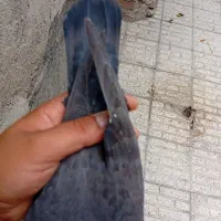 جوجه دوبر گمشده