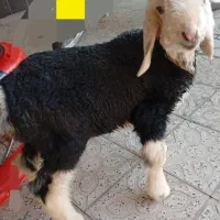 فروش بره ۳ماهه