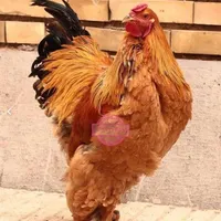 تخم نطفه دار و جوجه برهما غول پیکر اصیل|حیوانات مزرعه|تبریز, |دیوار