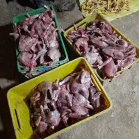 جمع آوری خریدتلفات مرغ براسگ