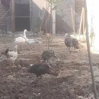 حیوانات.مزرعه