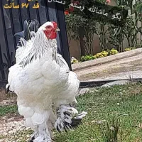 فروش جوجه برهما لایت اصیل هر دو خط خونی