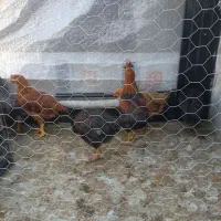فروش  مرغ و خروس