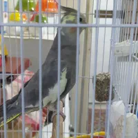 عروس هلندی سینامون