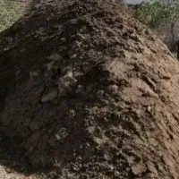 کود گوسفندی بدون اشغال خشک