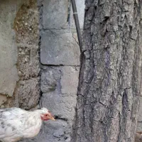 خروس