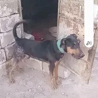 فروش دو عدد سگ شکاری آدرس خودبستک
