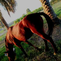 دو اسب با کره فروشی