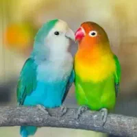 مرغ عشق