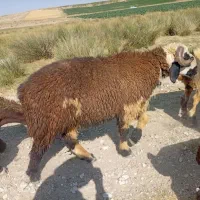 بره قوچی یکساله